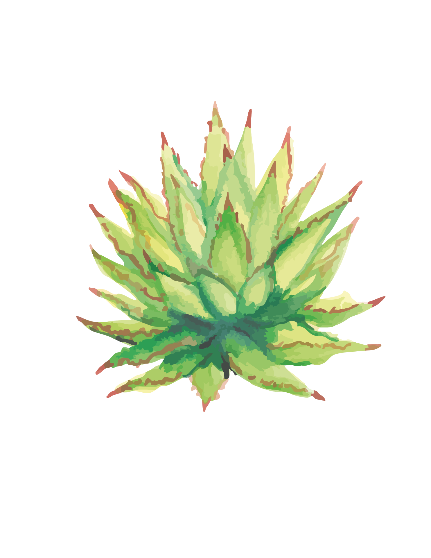 Agave Cupreata