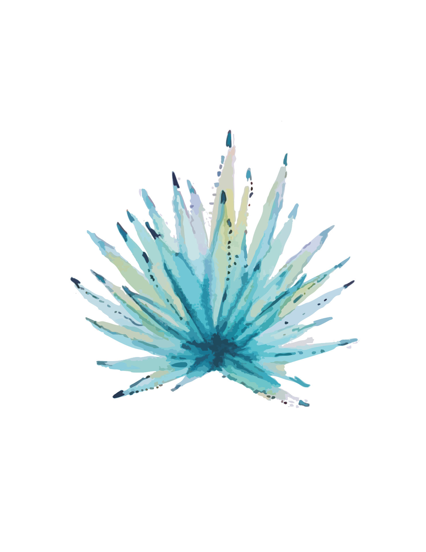 Agave Espadín