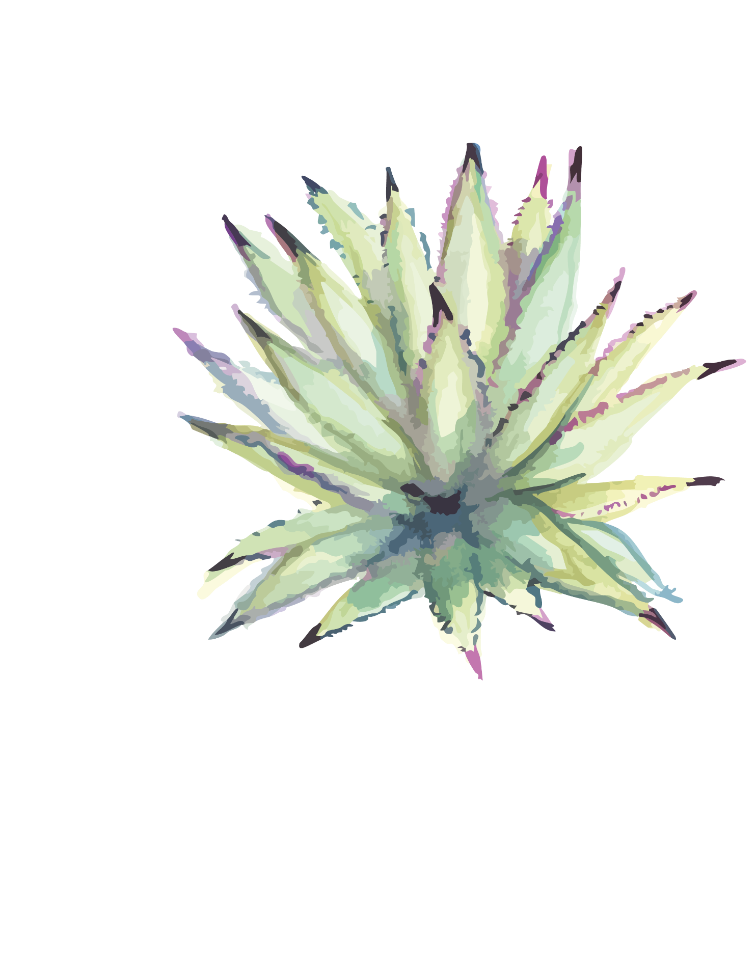 Agave Inaequidens