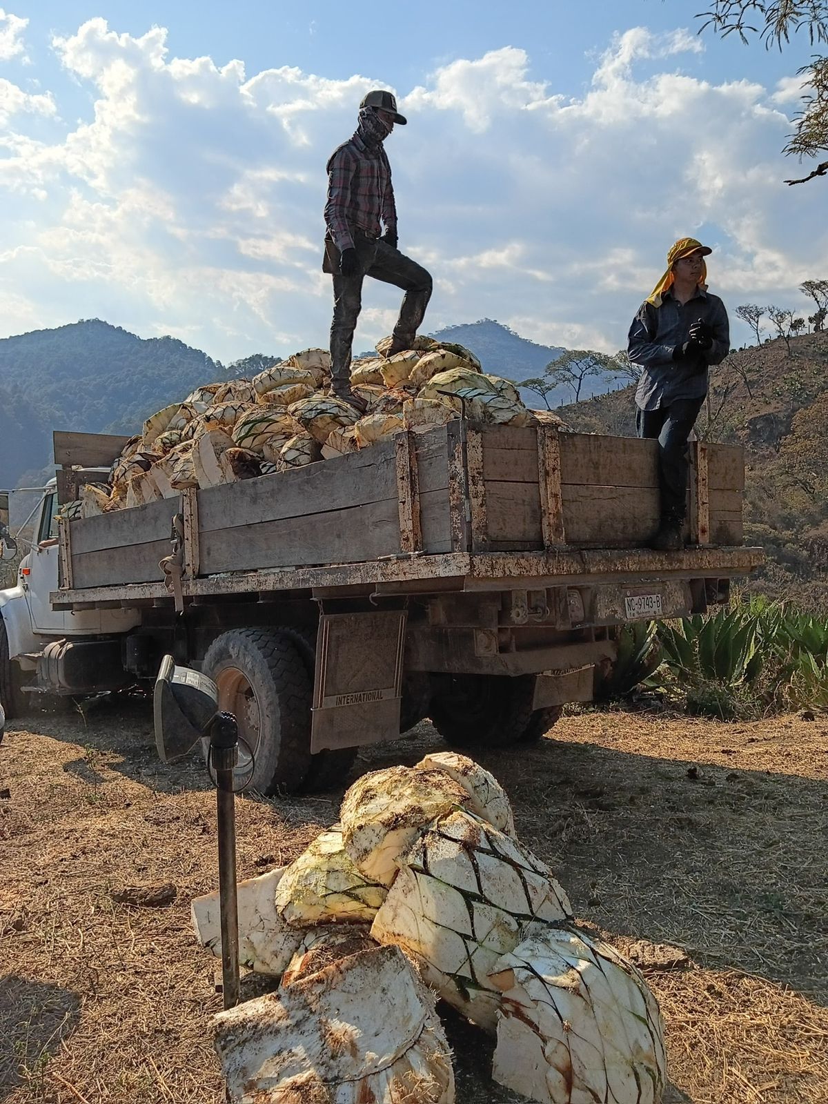 Piñas de agave listas para la vinata
