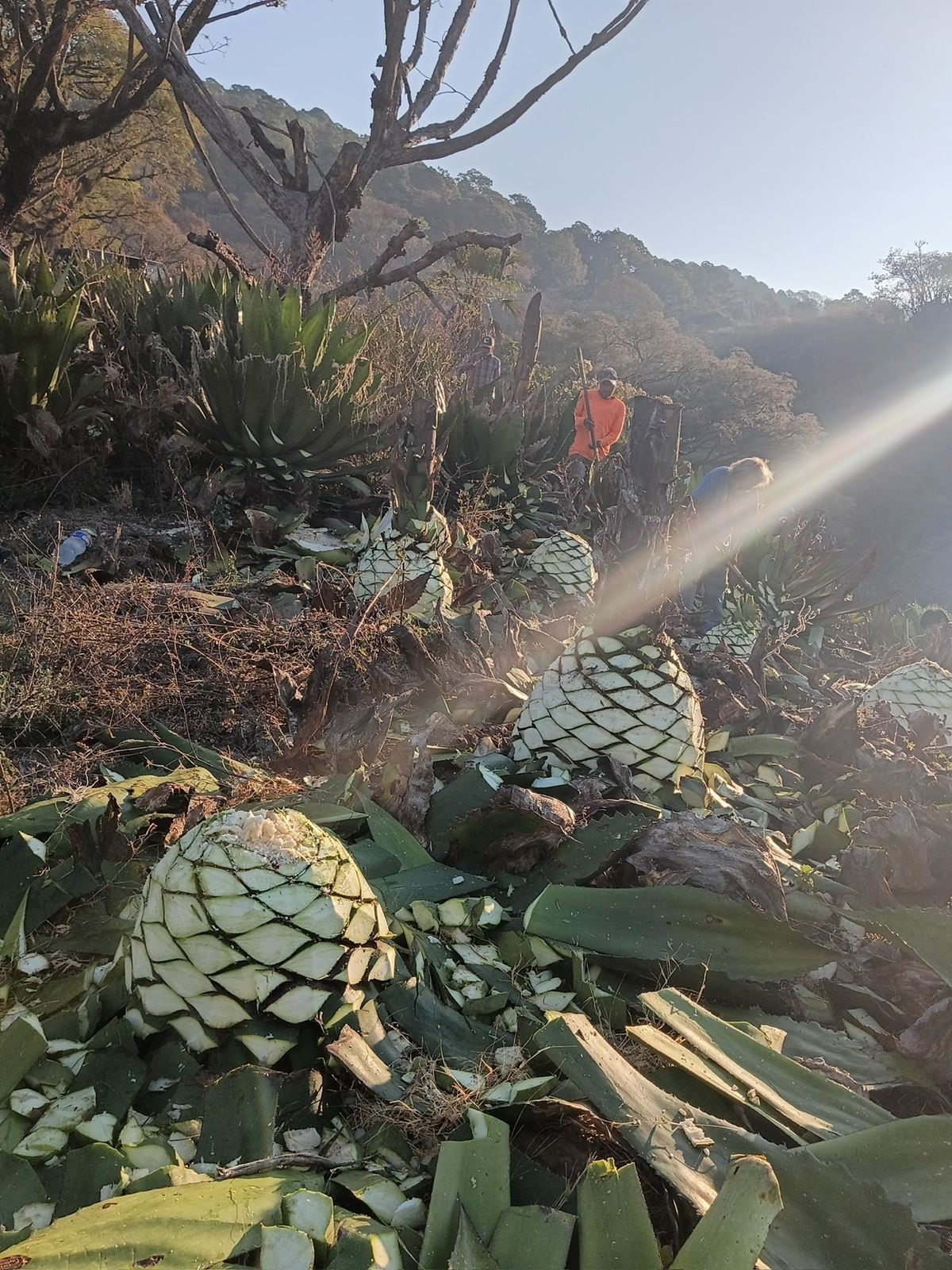 Jima del agave
